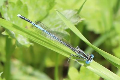 Agrion à larges pattes