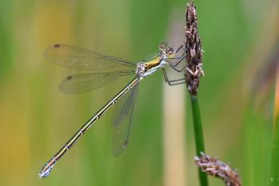 Lestes virens
