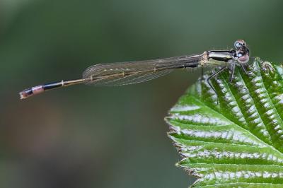 Agrion élégant