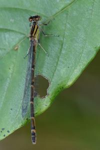 Agrion porte-coupe