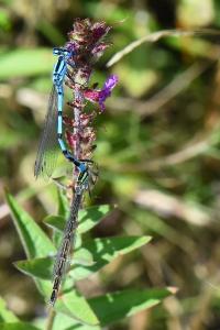 Agrion porte-coupe