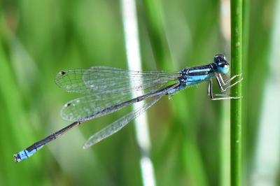 Agrion nain 