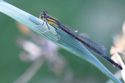 Agrion élégant