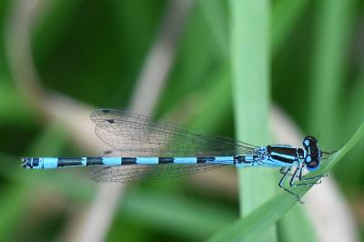 Agrion de Mercure