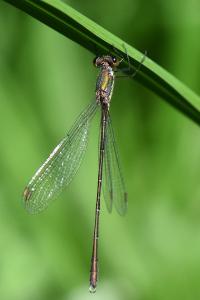 Leste vert