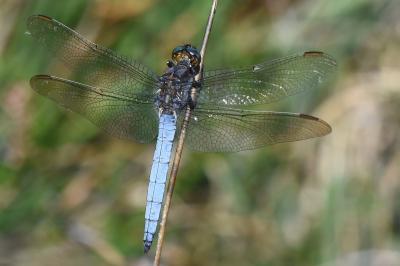 Orthétrum bleuissant 
