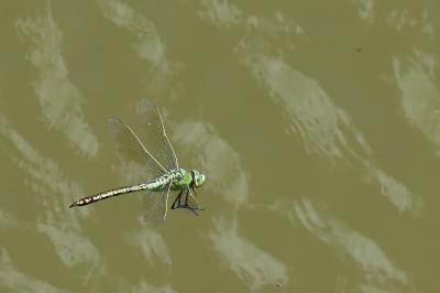 Anax empereur 