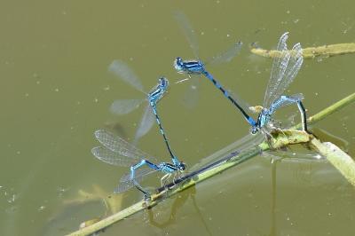 Agrion mignon 