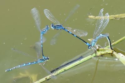 Agrion mignon 