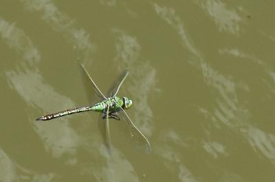 Anax empereur 