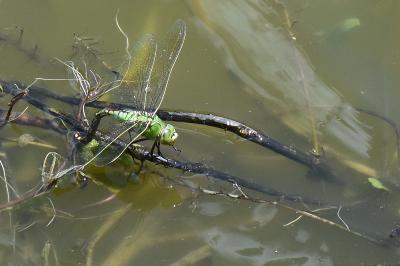 Anax empereur 