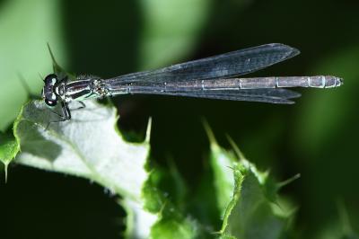 Agrion jouvencelle