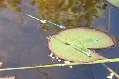 Agrion jouvencelle