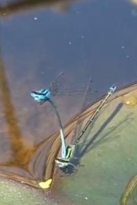 Agrion jouvencelle