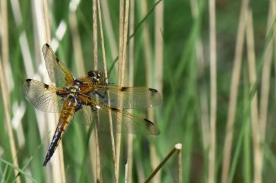 Libellule quadrimaculée 