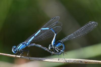 Agrion porte-coupe