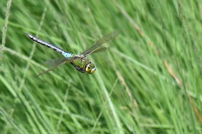 Anax empereur 