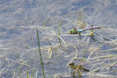 Anax empereur 