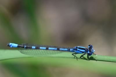 Agrion porte-coupe