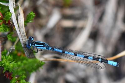 Agrion porte-coupe