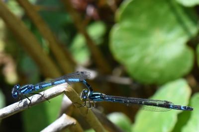 Agrion porte-coupe