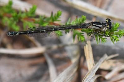 Agrion porte-coupe