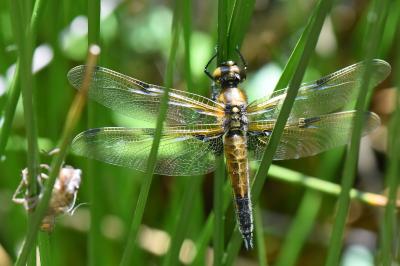Libellule quadrimaculée 