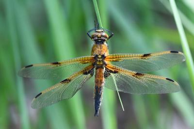 Libellule quadrimaculée 