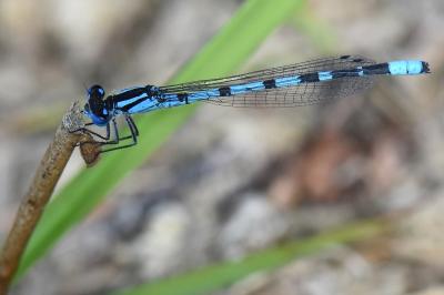 Agrion porte-coupe