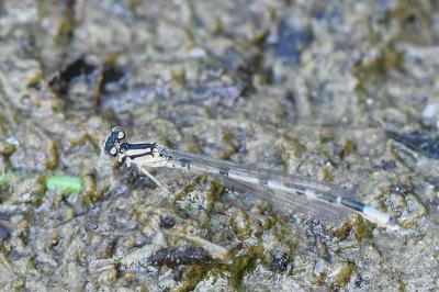 Agrion porte-coupe