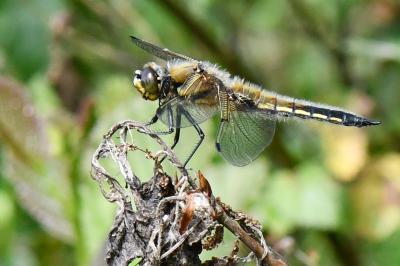 Libellule quadrimaculée 