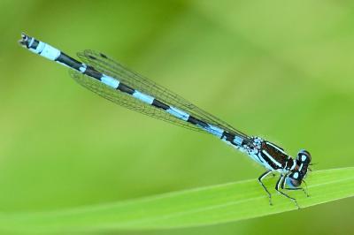 Agrion de Mercure