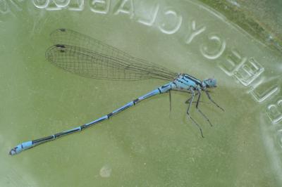 Agrion jouvencelle