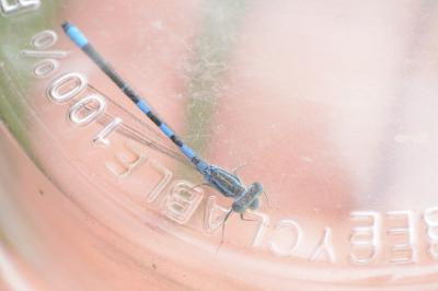 Agrion mignon 