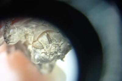 <i>Libellula</i>