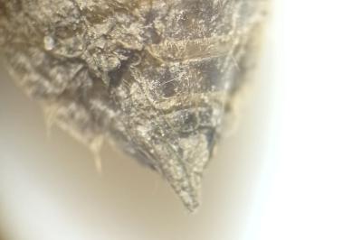 <i>Libellula</i>