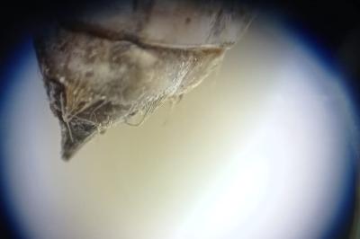 <i>Libellula</i>