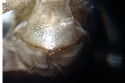 <i>Libellula</i>
