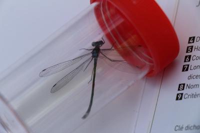 Leste fiancé