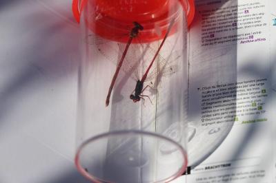 Agrion délicat