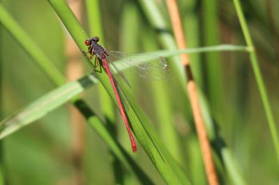 Agrion délicat