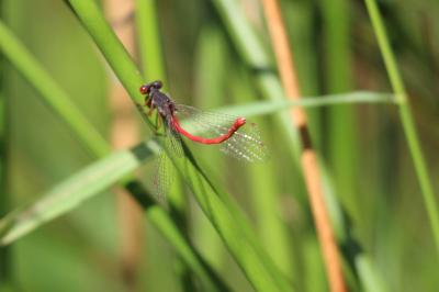 Agrion délicat