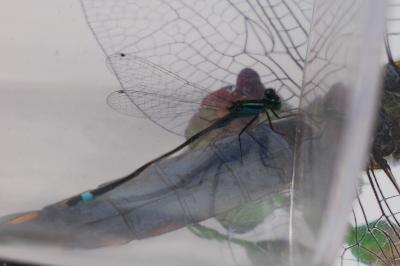 Agrion élégant