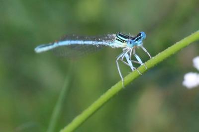 Agrion à larges pattes