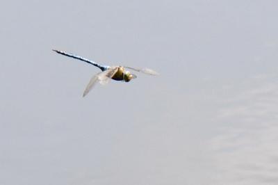 Anax empereur 