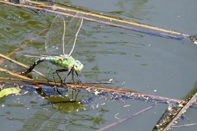 Anax empereur 