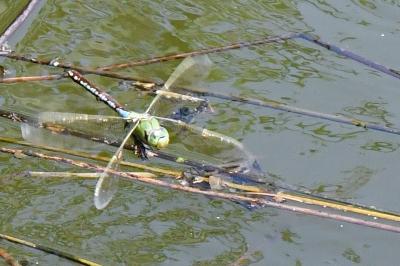 Anax empereur 
