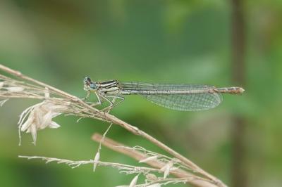 Agrion à larges pattes
