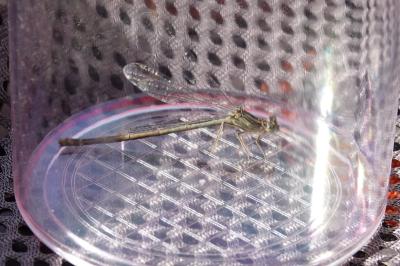 Agrion à larges pattes