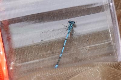 Agrion jouvencelle